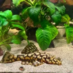 Glyptoperichthys gibbiceps L083/L165 "Honeycomb Pleco" (Парчовый сом)