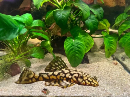 Glyptoperichthys gibbiceps L083/L165 "Honeycomb Pleco" (Парчовый сом)