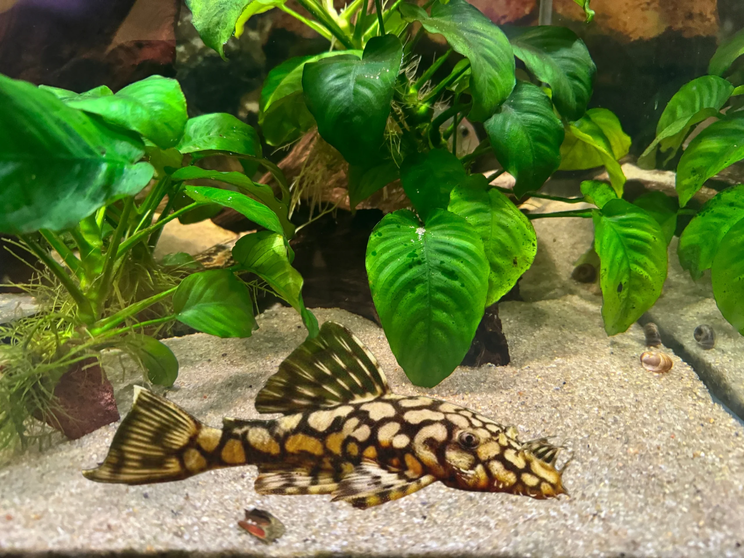 glyptoperichthys-gibbiceps-l083-l165-honeycomb-pleco-парчовый-сом Glyptoperichthys gibbiceps L083/L165 "Honeycomb Pleco" (Парчовый сом)