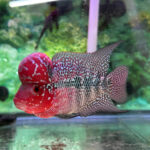 Amphilophus citrinellus "Flowerhorn "