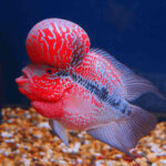Amphilophus citrinellus "Super Red Dragon Flowerhorn A"