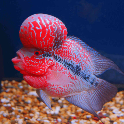 Amphilophus citrinellus "Super Red Dragon Flowerhorn A"