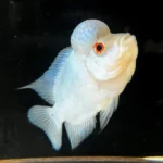 Amphilophus citrinellus "Thai silk A silver-white"
