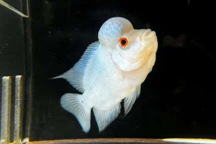 Amphilophus citrinellus "Thai silk A silver-white"