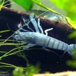 Cameroon Armored shrimp "Atya gabonensis" (Креветка габонский)