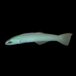 Ecsenius Blue Blenny "Bluebelly blenny" (Собачка С Голубым Брюшком)