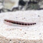 Ecsenius Lineatus Sand Goby "Linear blenny" (Эксениус линеатус)