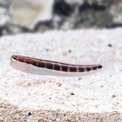 Ecsenius Lineatus Sand Goby "Linear blenny" (Эксениус линеатус)