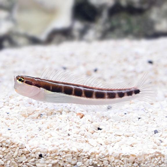 ecsenius-lineatus-sand-goby-linear-blenny-эксениус-линеатус Ecsenius Lineatus Sand Goby "Linear blenny" (Эксениус линеатус)