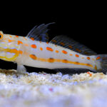 Valenciennea puellaris "Diamond Goby" (Бычок-cторож)