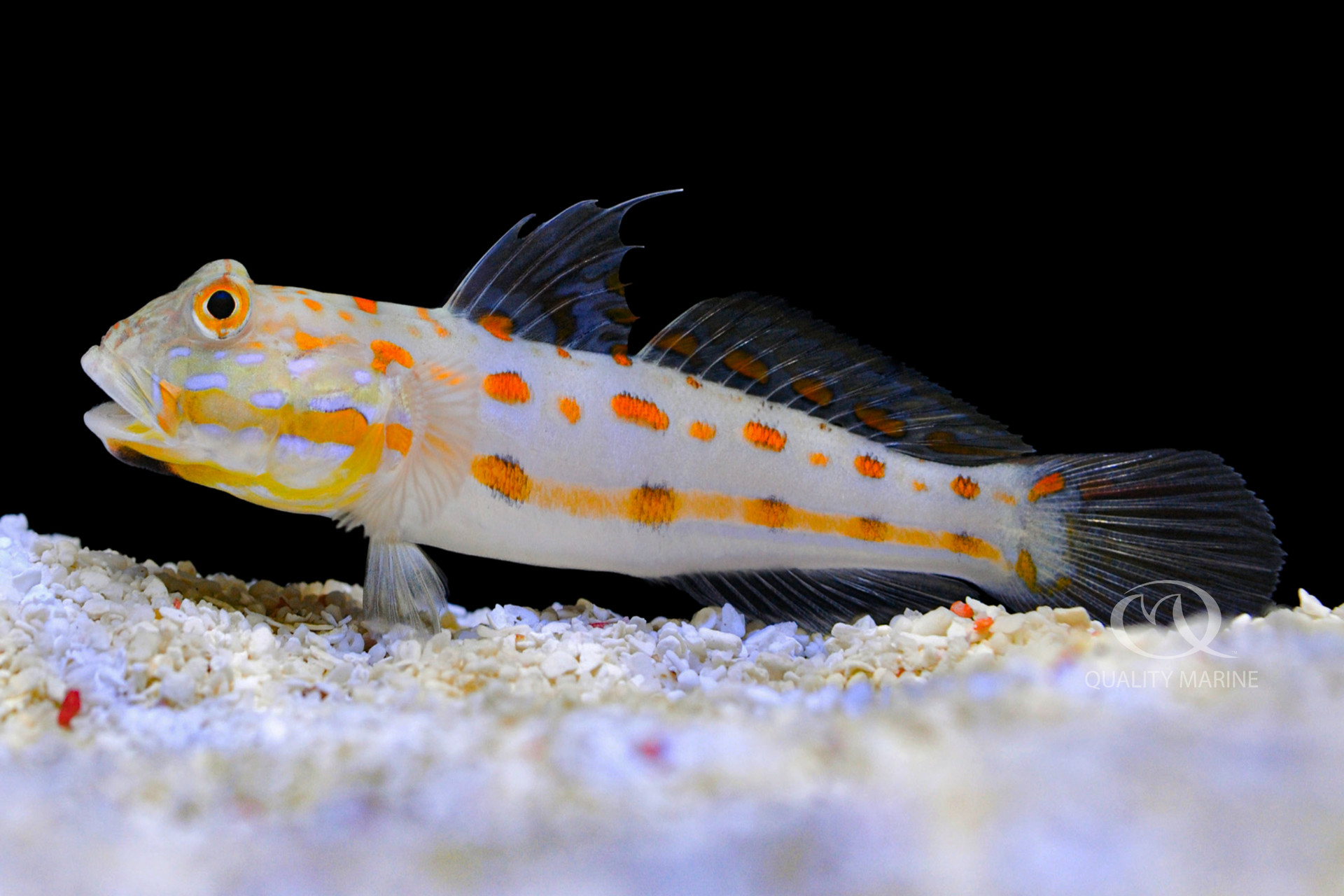 valenciennea-puellaris-diamond-goby-бычок-cторож Valenciennea puellaris "Diamond Goby" (Бычок-cторож)